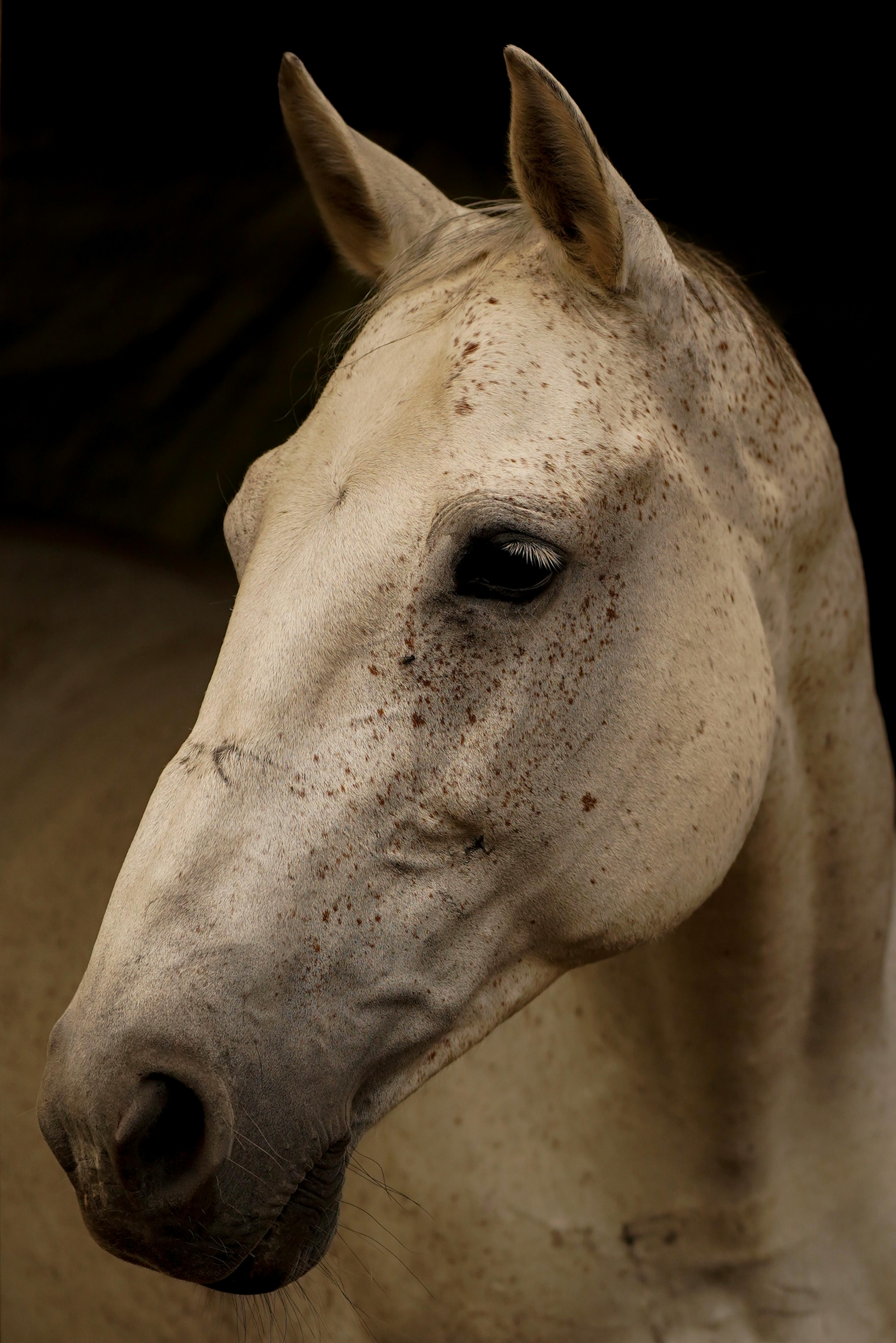 Equestrian Excellence
